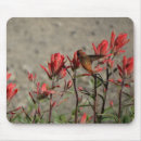 Search for hummingbird mousepads Red