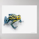 Search for poison dart frog posters Risk