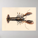 Search for lobster art Shellfish