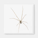 Recherche de araignee magnets Simple