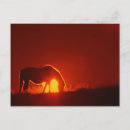 Search for horse sunset postcards Mare