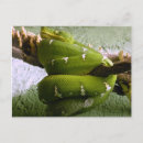 Recherche de boa cartes postales Animal