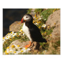 Search for puffin art Animal