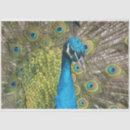 Recherche de peacock tissue paper Papier