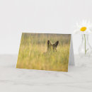 Search for coyote cards Nature
