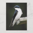 Search for tree swallows postcards Bird