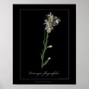 Recherche de asters posters Fleurs sauvages