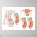Recherche de sacrum Coccyx