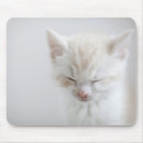 Recherche de chatons blancs tapis souris Nature