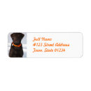 Recherche de chocolate labrador Récupérateurs