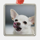 Recherche de chien de chiwawa ornements Animal