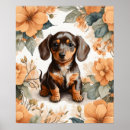 Search for dachshund posters Pet