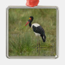 Search for male ornaments Animal