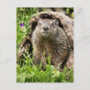 Recherche de porc sauvage cartes postales Nature