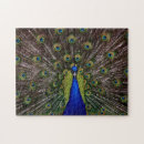 Recherche de paons puzzles Photographie