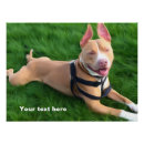 Recherche de chien pitbull posters Animal
