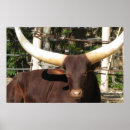 Recherche de klaxons posters Longhorn