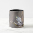 Search for falconer mugs Raptor