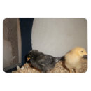 Recherche de de poulet rectangulaires magnets Oeuf