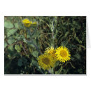 Recherche de ligne de flottaison Nature