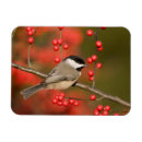Recherche de ile magnets Illinois