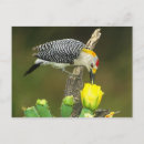 Recherche de faune flore cartes postales Oiseau