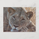 Recherche de lion cartes postales Sud