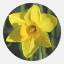 Search for daffodils stickers Flowers
