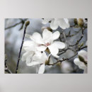 Recherche de tulipes blanches art Printemps