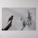 Search for robins posters Winter