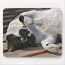 Recherche de cuties tapis souris Chats