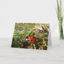 Search for insect christmas cards Nature