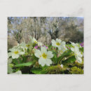 Search for primrose postcards Primula