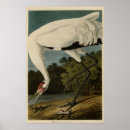 Search for audubon posters Lithograph