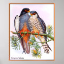 Search for peregrine falcon posters Vintage