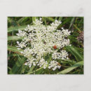 Search for yarrow postcards Flower