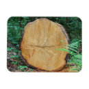 Search for timber tree Woodland