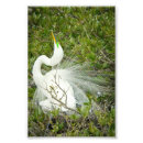 Recherche de plumage art Oiseau