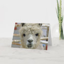 Recherche de d alpaga anniversaire cartes Mignon
