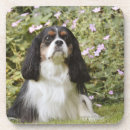 Search for front or back yard Dog