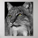 Search for lynx posters Nature