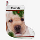 Recherche de labradors chaussette de noël Laboratoire noir