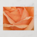 Recherche de abricot cartes postales Rose