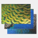Recherche de plume paon papier cadeau Plumes de paon
