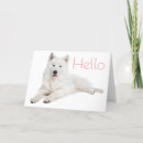 Recherche de samoyede cartes postales Chiot