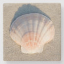 Search for sea shell coasters Seashore