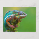 Recherche de chameleon cartes postales Coloré