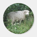 Search for white sheeps magnets Cute