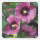Search for purple hibiscus stickers Tropical