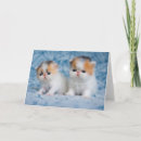 Search for calico kitten cards Fluffy